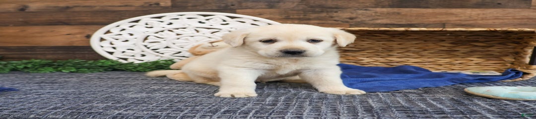 Dom
