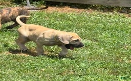 Presa Canario dogs for sale: princess - Image 2