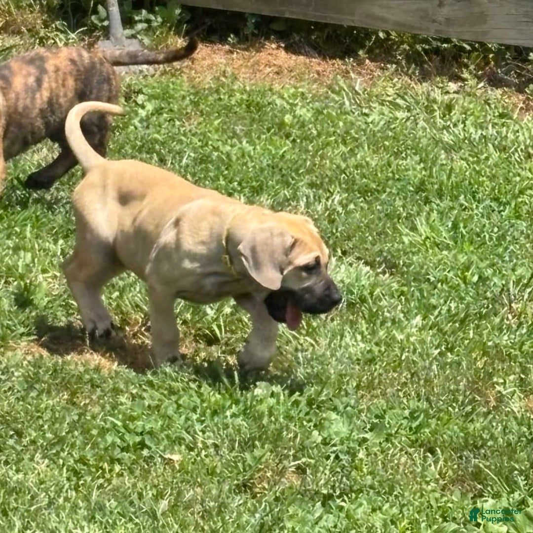 Presa Canario dogs for sale: princess - Image 2