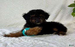 Cockapoo dogs for sale: Carter - Image 1