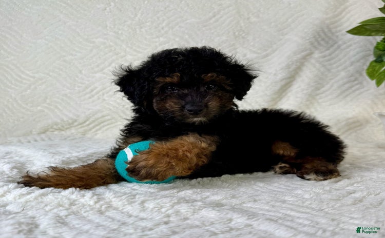 Cockapoo dogs for sale - Ad 3