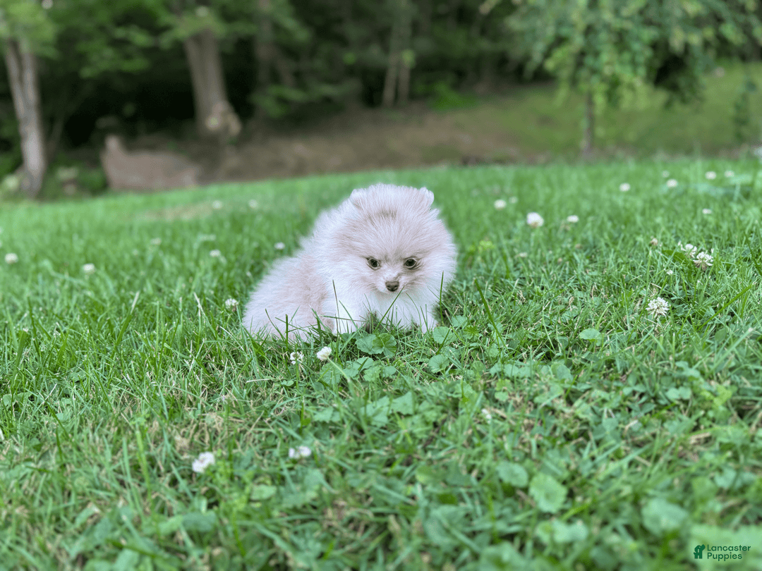 Pomeranian dogs for sale: Summer - Image 2