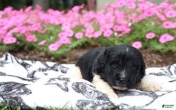 Newfoundland dogs for sale: Bizzard - Image 4