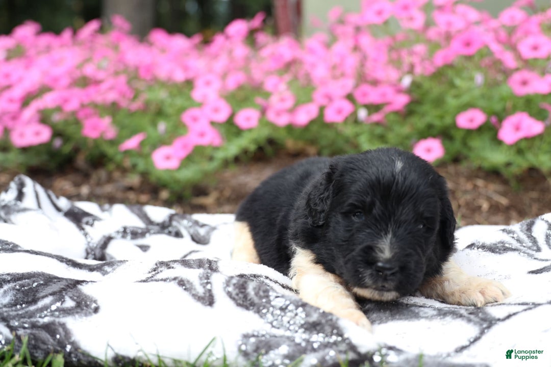 Newfoundland dogs for sale: Bizzard - Image 4