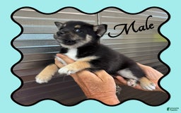 Alaskan Klee Kai dogs for sale: Archer - Image 2