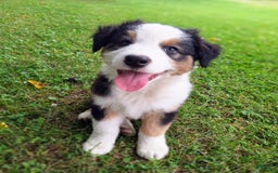 Australian Shepherd dogs for sale: Elliot - Image 3
