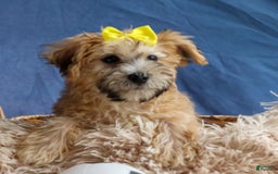 Yochon dogs for sale: Theodore - Image 9