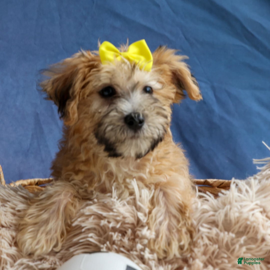 Yochon dogs for sale: Theodore - Image 9