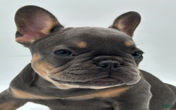 French Bulldog dogs for sale: Montreal - Image 6