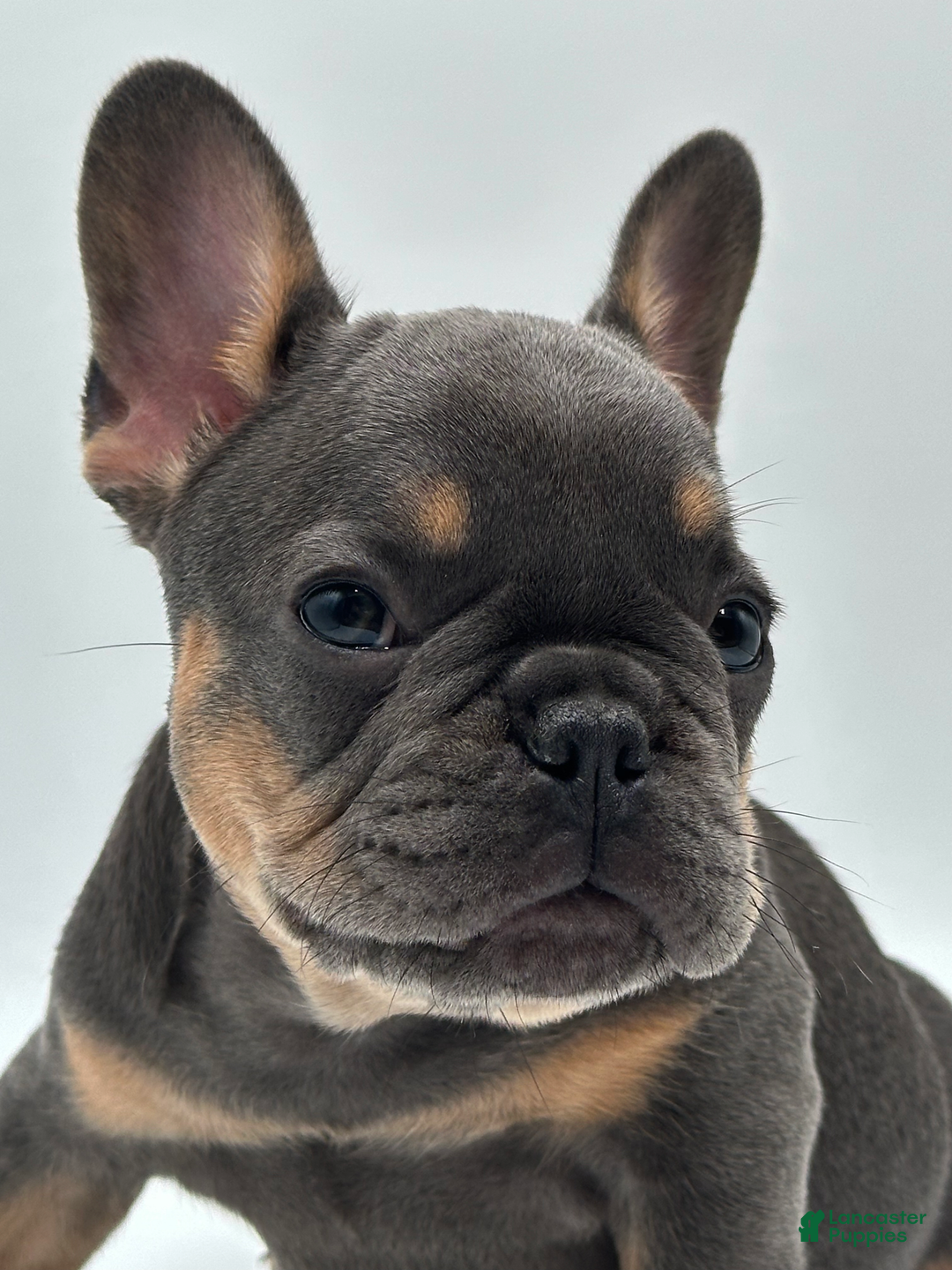 French Bulldog dogs for sale: Montreal - Image 6