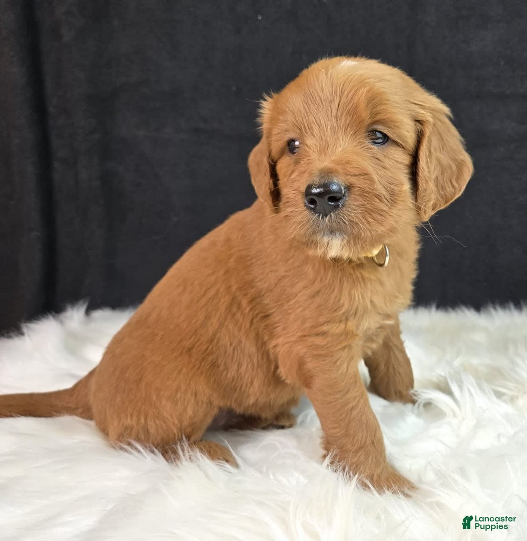Goldendoodle dogs for sale: Regan - Image 4