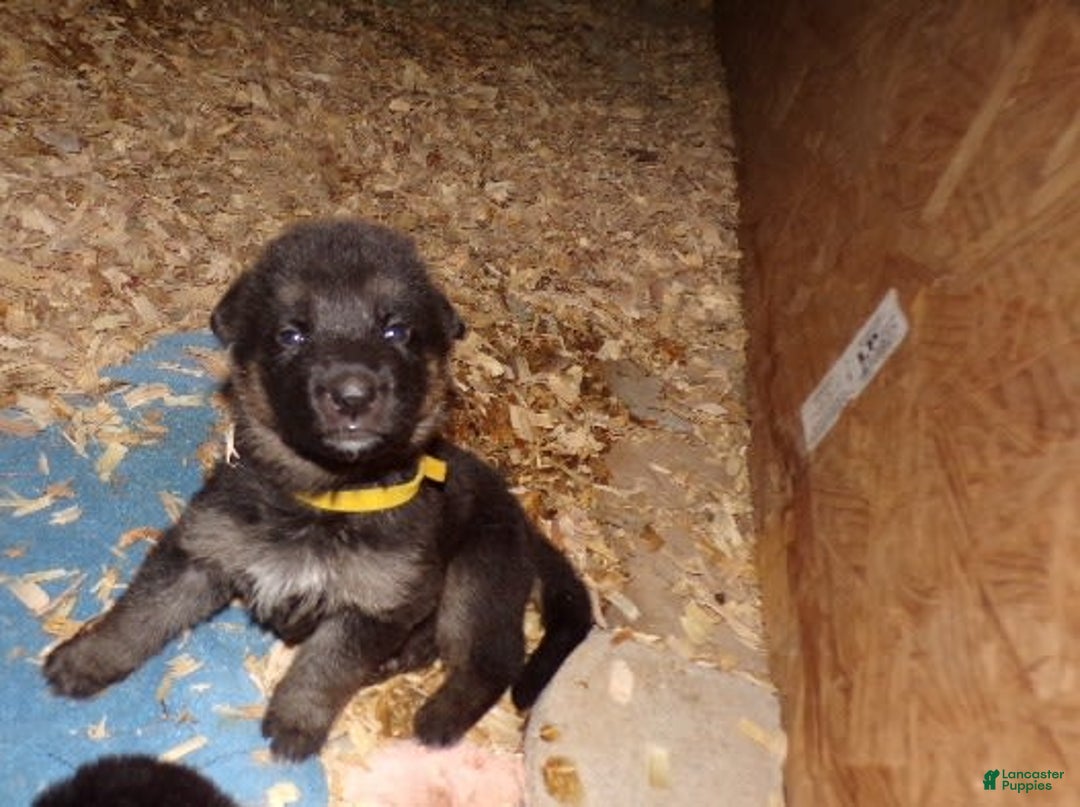 German Shepherd dogs for sale: 3 F German Shepherds - Image 3