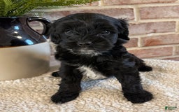 Cockapoo dogs for sale: Lola - Image 6