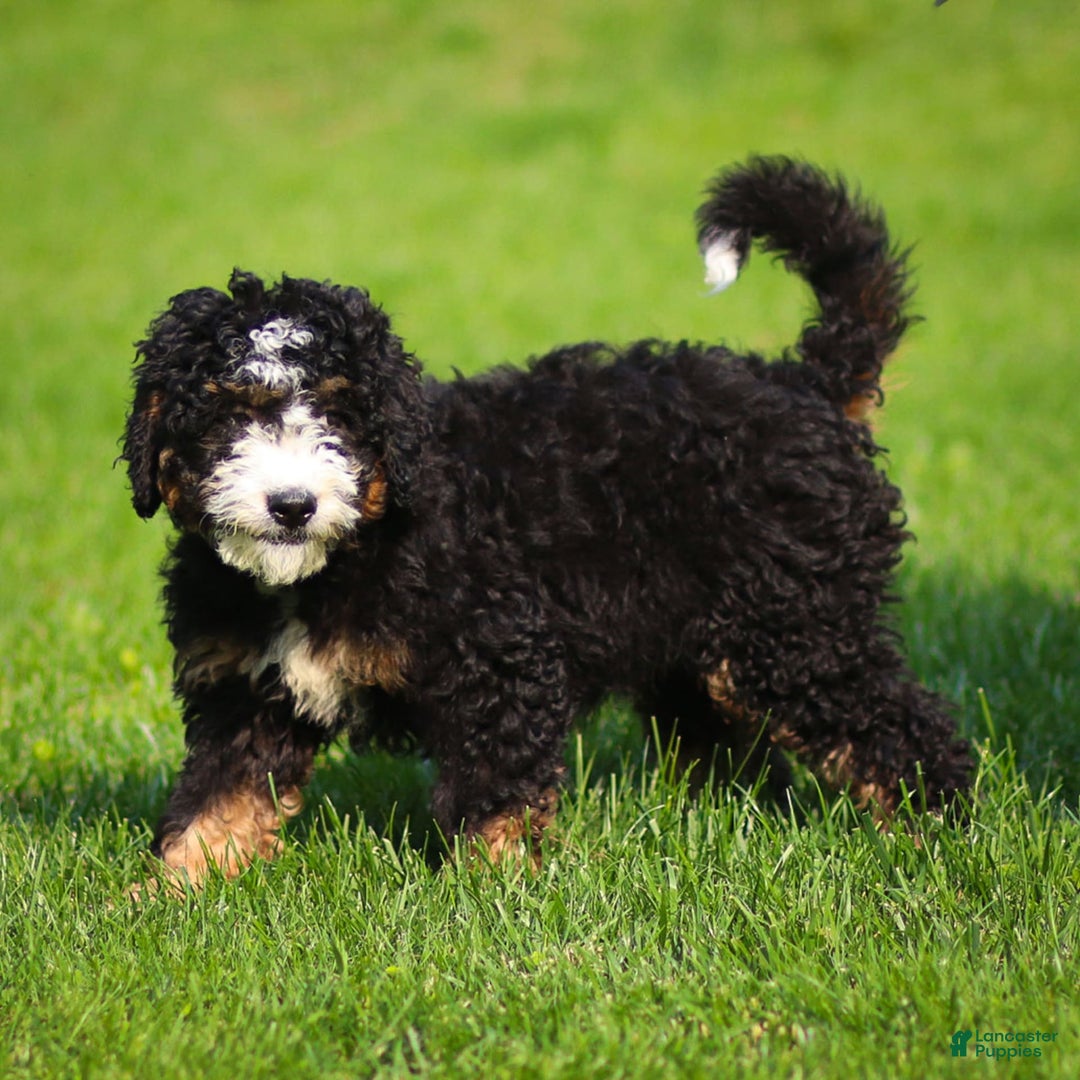 Mini Bernedoodle dogs for sale: Ozzy - Image 3