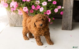 Mini Goldendoodle dogs for sale: Cooper - Image 4