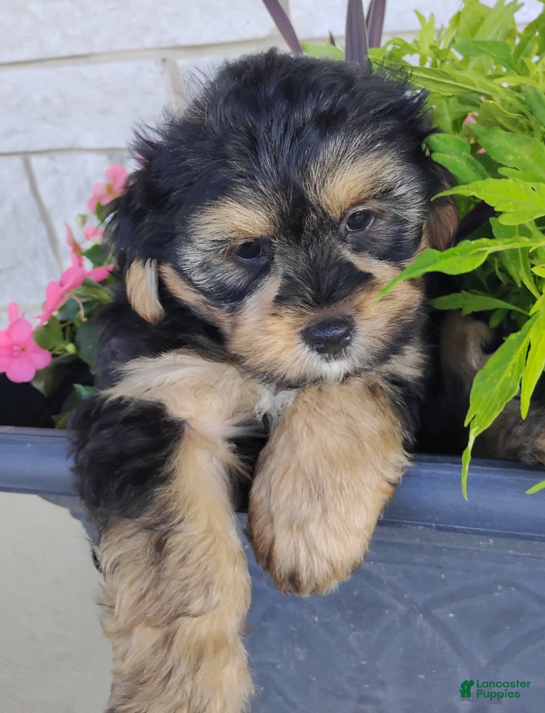 Shorkie dogs for sale: Grady - Image 6