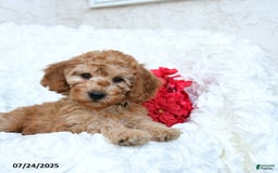 Mini Goldendoodle dogs for sale: Sheila - Image 5