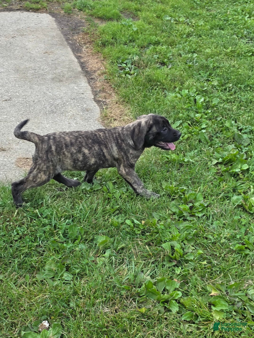 English Mastiff dogs for sale: Roxie - Image 8