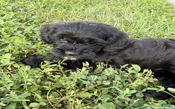 Cockapoo dogs for sale: Lola - Image 2