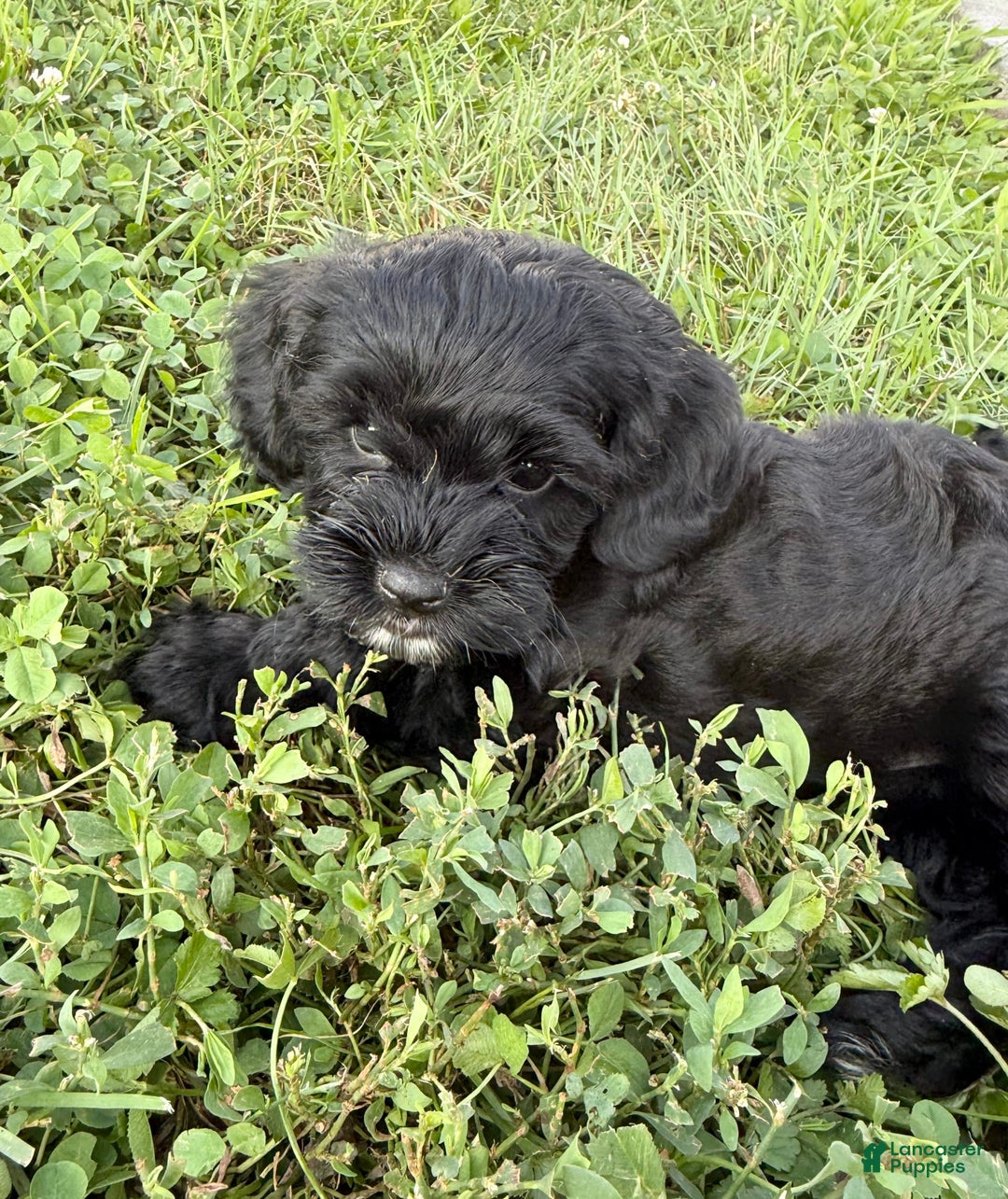 Cockapoo dogs for sale: Lola - Image 2