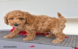Toy Poodle dogs for sale: Peanut - Image 4