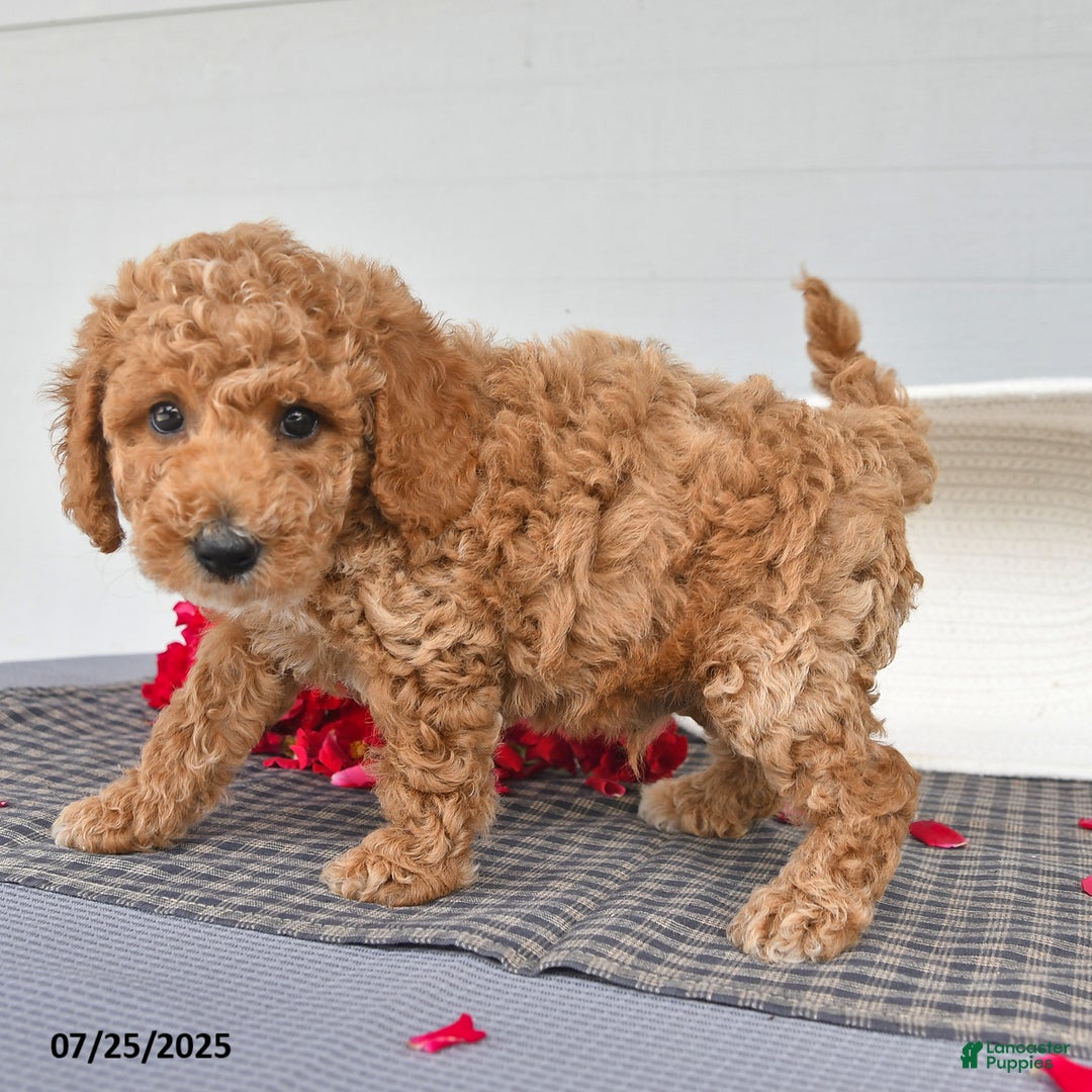 Toy Poodle dogs for sale: Peanut - Image 4