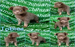 Chihuahua dogs for sale: Tobias Lavender Long Coat - Image 41
