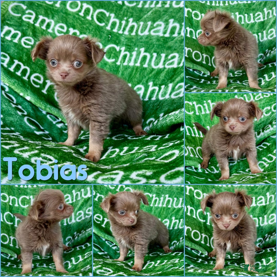 Chihuahua dogs for sale: Tobias Lavender Long Coat - Image 41