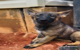 German Shepherd dogs for sale: Gem - Image 6