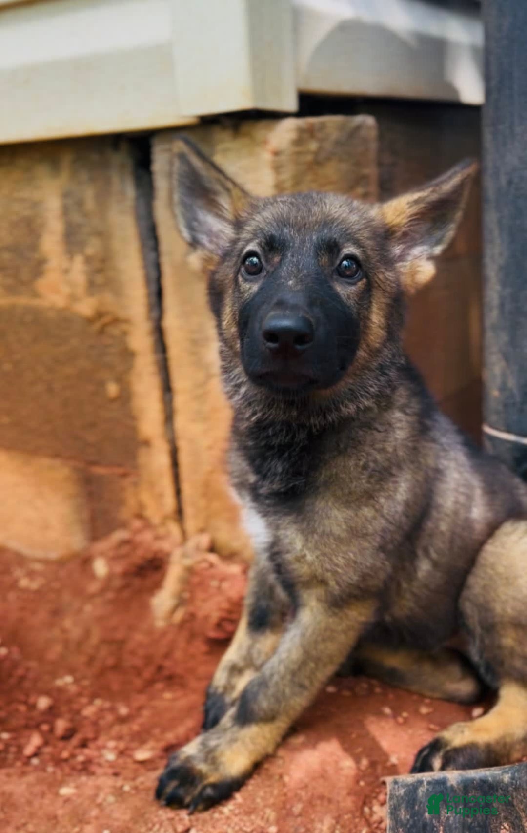 German Shepherd dogs for sale: Gem - Image 6
