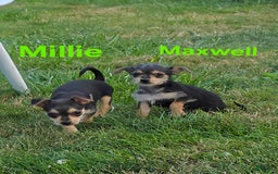 Chihuahua dogs for sale: Millie - Image 3