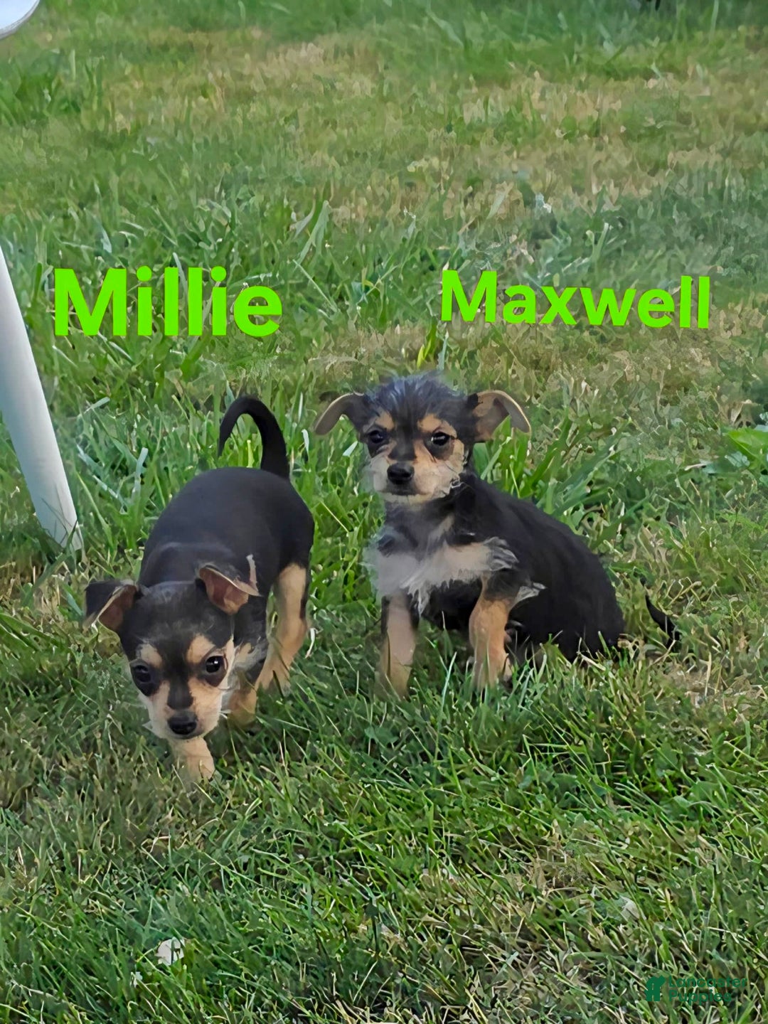 Chihuahua dogs for sale: Millie - Image 3