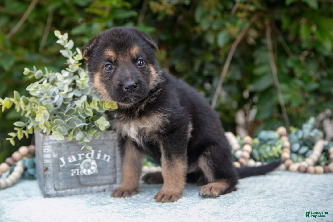 German Shepherd dogs for sale: Marley - Image 2