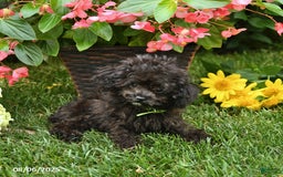 Toy Poodle dogs for sale: Violet - Image 2