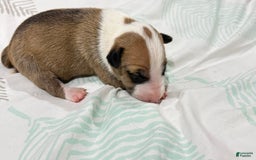 Bull Terrier dogs for sale: Target - Image 5