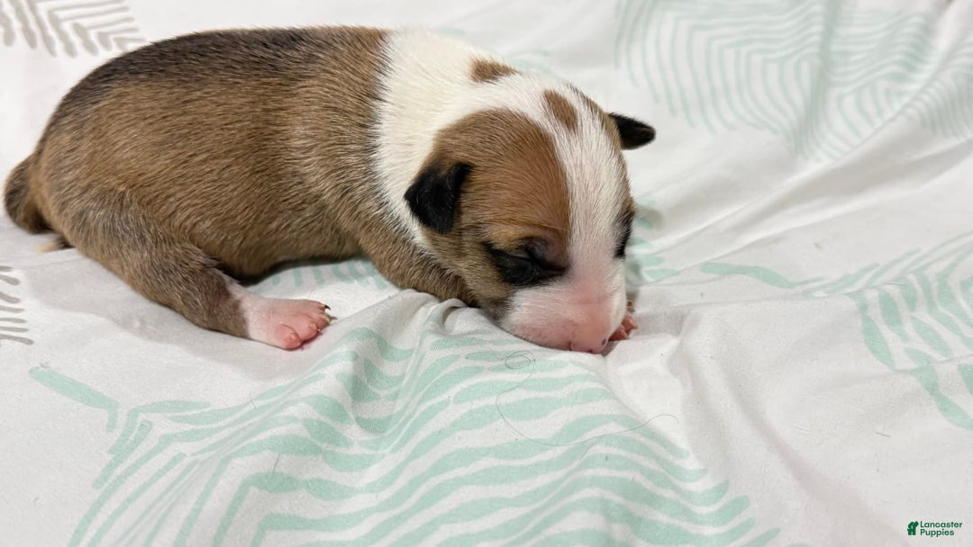 Bull Terrier dogs for sale: Target - Image 5