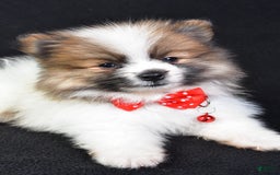 Pomeranian dogs for sale: Edger - Image 3