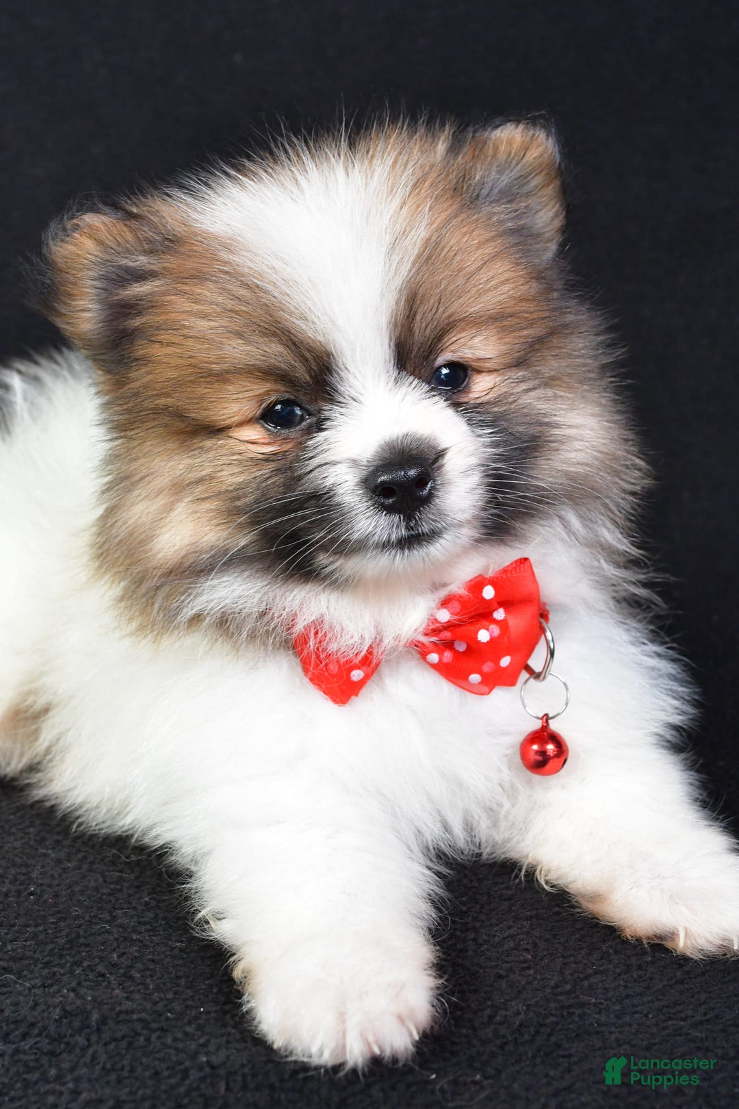 Pomeranian dogs for sale: Edger - Image 3