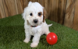 Cavapoo dogs for sale: Fiona Girl 3 - Image 5