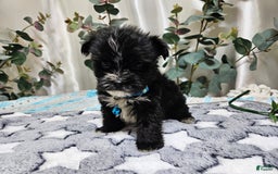 Morkie dogs for sale: Dusty - Image 2