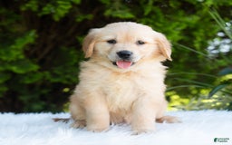 Golden Retriever dogs for sale: Hazel - Image 2