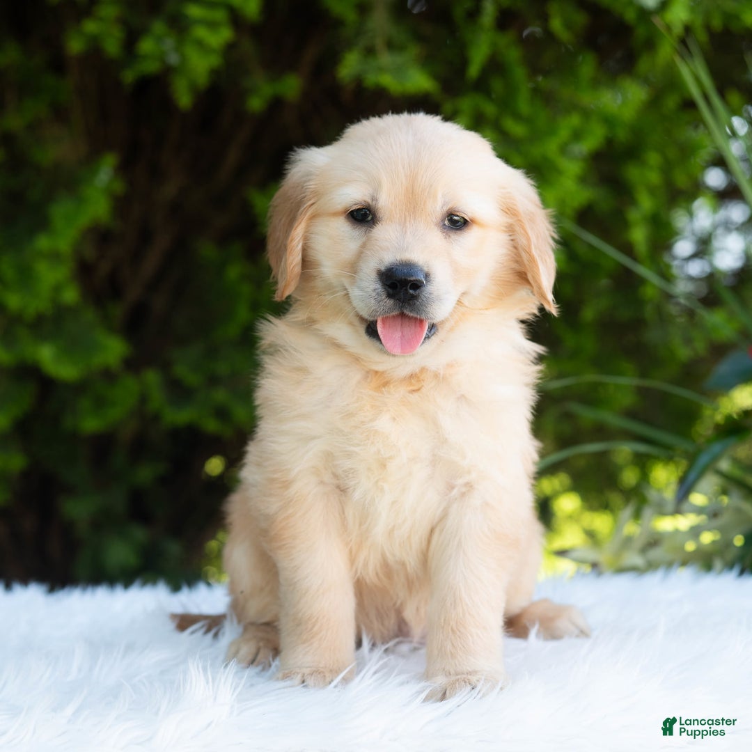 Golden Retriever dogs for sale: Hazel - Image 2
