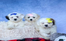 Shihpoo dogs for sale: Captain - Image 16