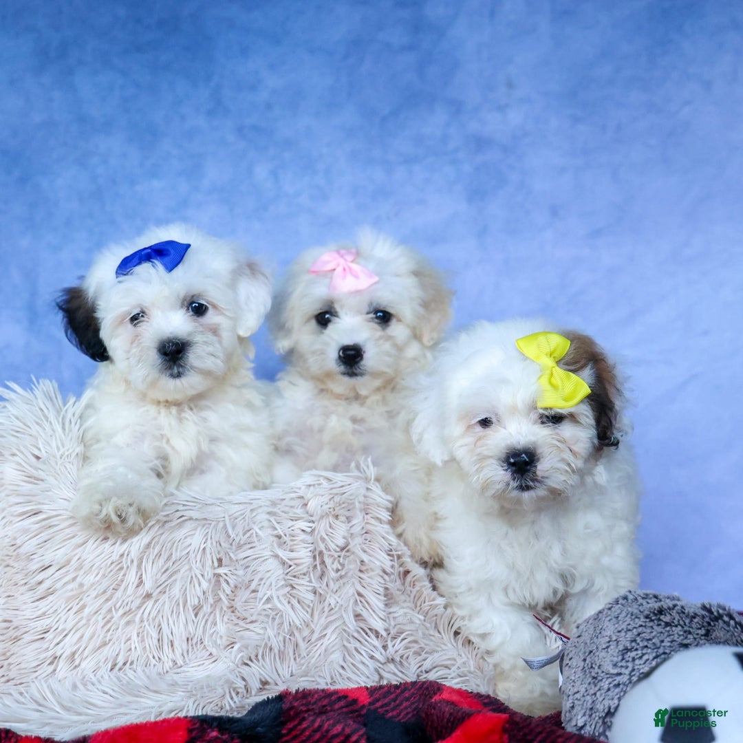 Shihpoo dogs for sale: Captain - Image 16