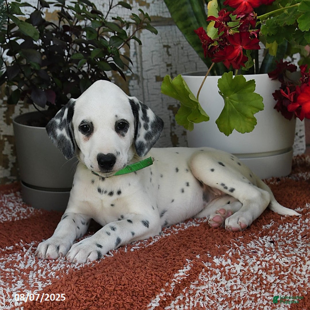 Dalmatian dogs for sale: Bella - Image 5