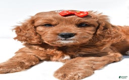 Mini Goldendoodle dogs for sale: Rambo - Image 2