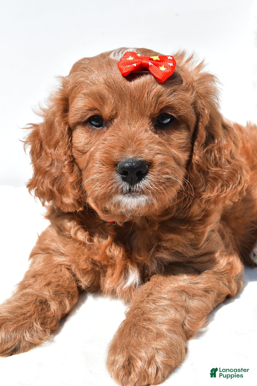 Mini Goldendoodle dogs for sale: Rambo - Image 2