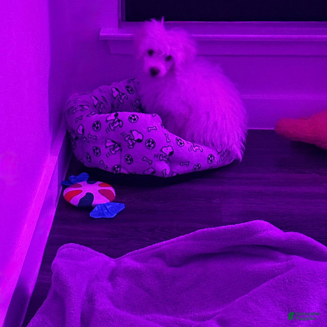 Maltipoo dogs for sale: Stella - Image 1