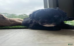 Aussiedoodle dogs for sale: Max - Image 8