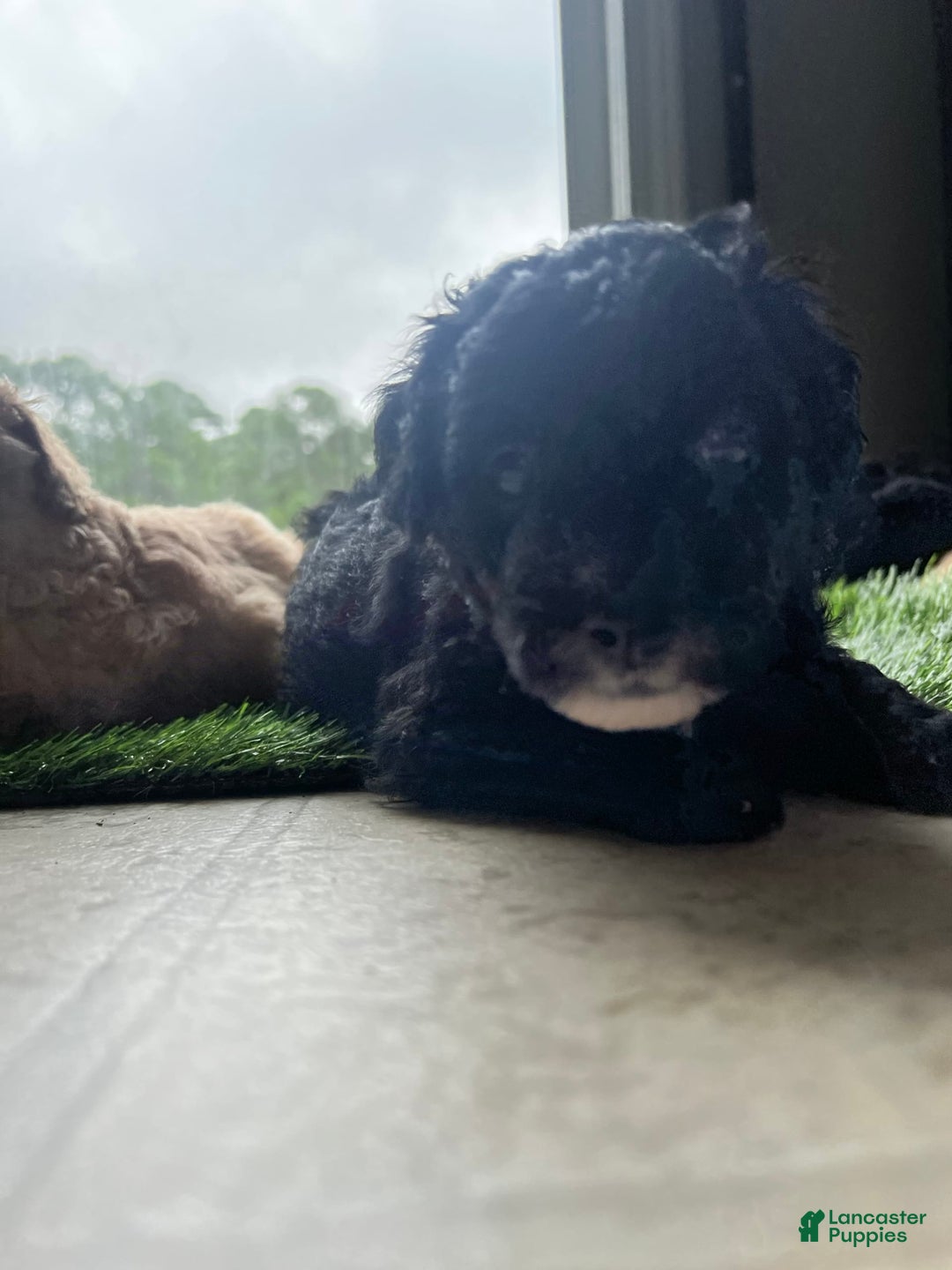 Aussiedoodle dogs for sale: Max - Image 8